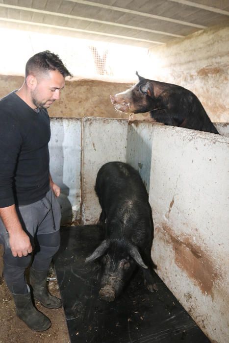 En busca del ´porc negre´ auténtico