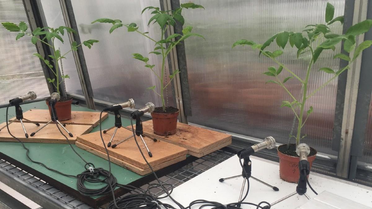 Micrófonos registrando los sonidos emitidos por tres plantas de tomates en un invernadero. /