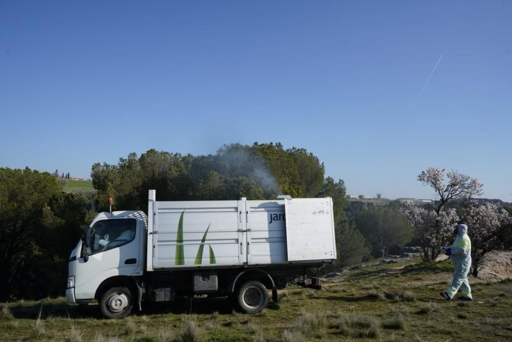 El tratamiento contra la procesionaria arranca en Zamora