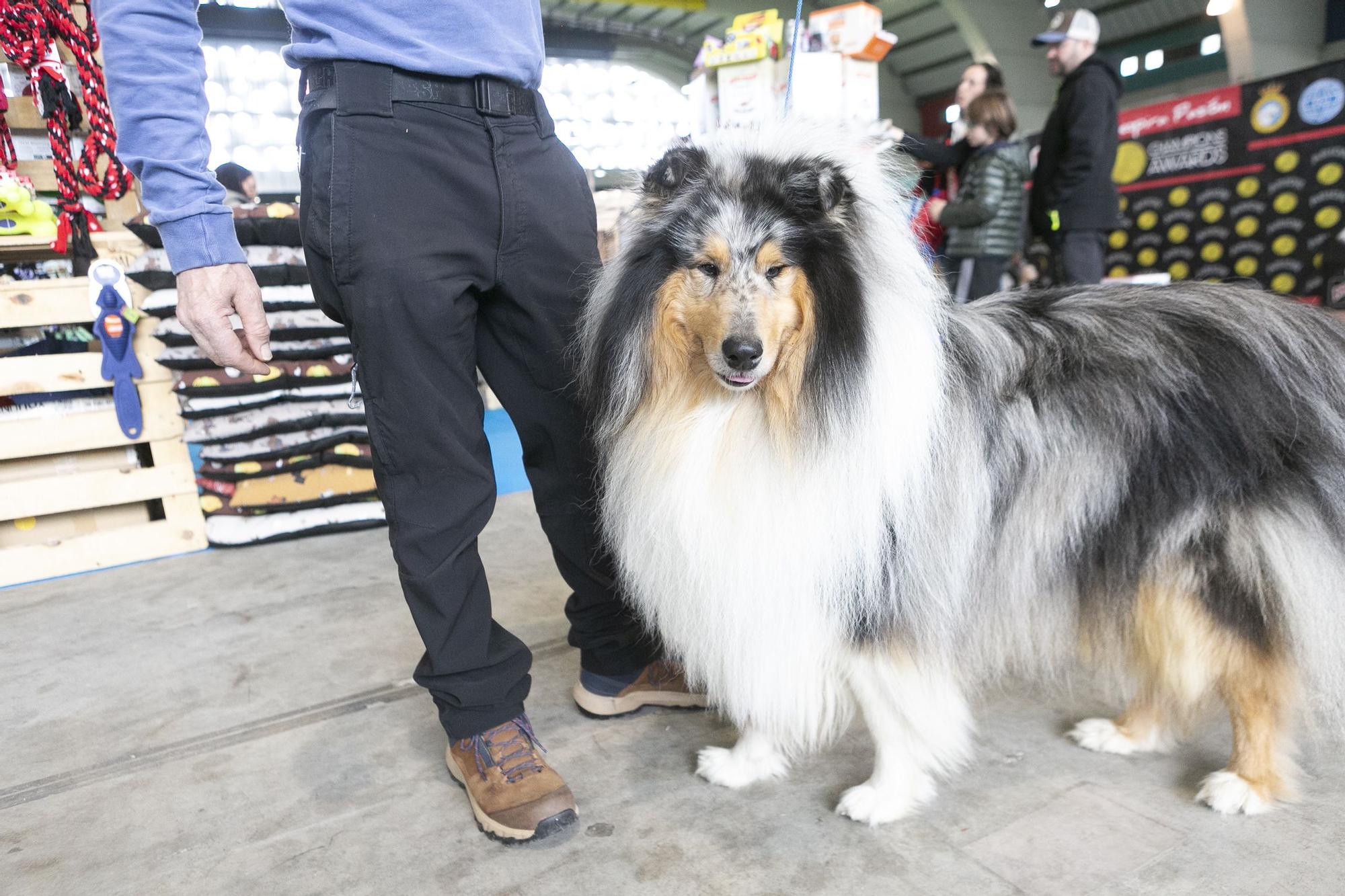 Inauguración del salón asturiano de las mascota.