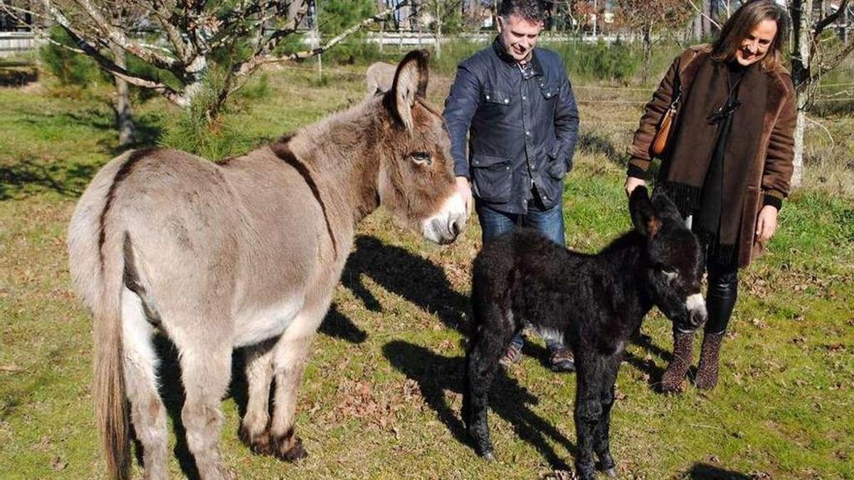 Alfredo Bea y Ángeles Domínguez cuando nació el primer borrico, "Bazán".