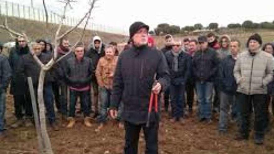 Agricultores asisten a una jornada de demostración sobre poda del pistacho celebrada en Valdefinjas.