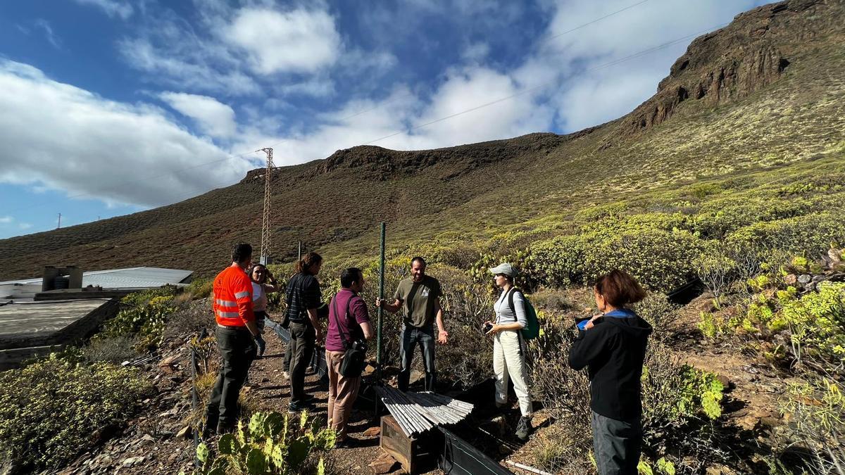 Búsqueda de serpientes en un barranco de la isla de Gran Canaria