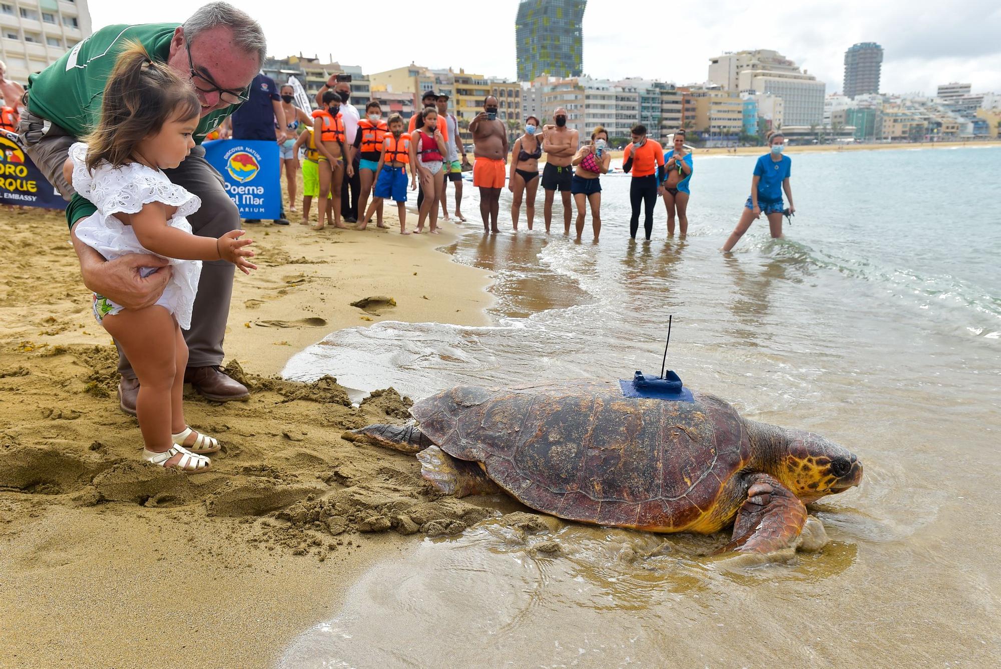 Suelta de la tortuga 'Macho' en Las Canteras