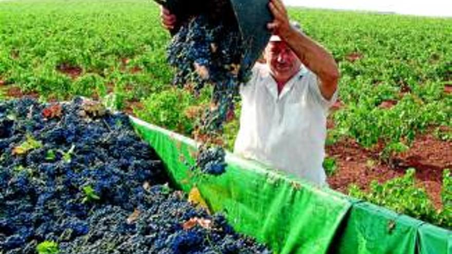 La maduración de las uvas continúa en Ribera del Guadiana