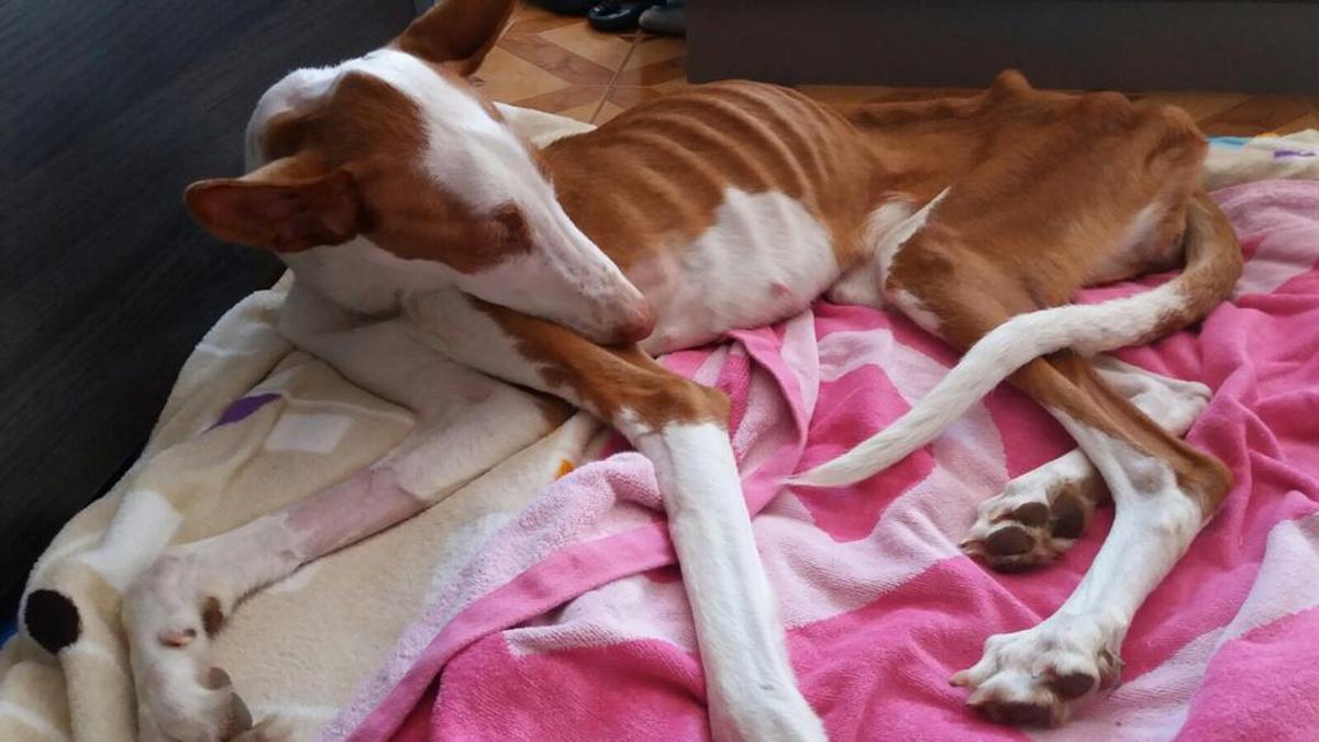 Un galgo rescatado por la protectora Modepran.