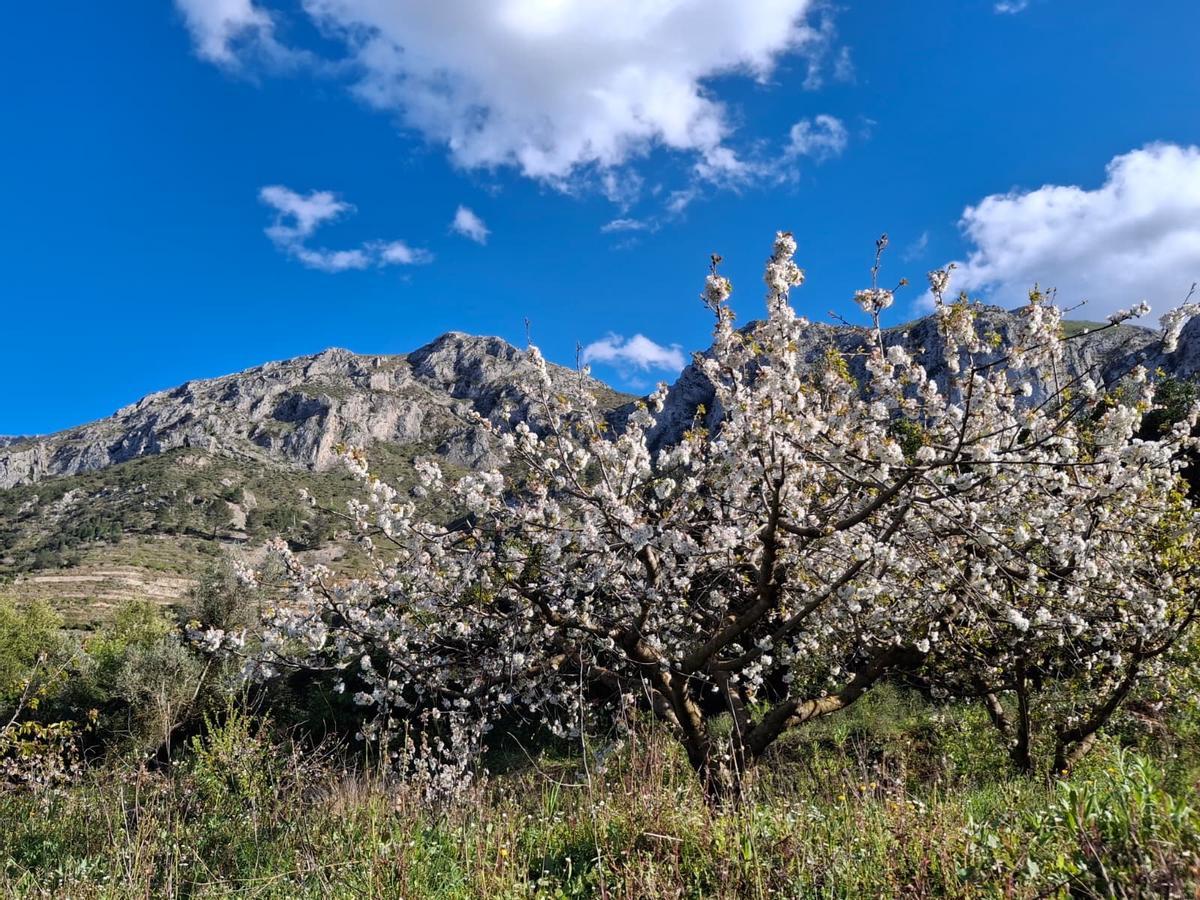 Florecen los cerezos: paisaje moteado de blanco en la Vall de Gallinera (imágenes)