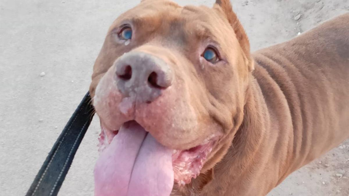 Desfile de perros en València.