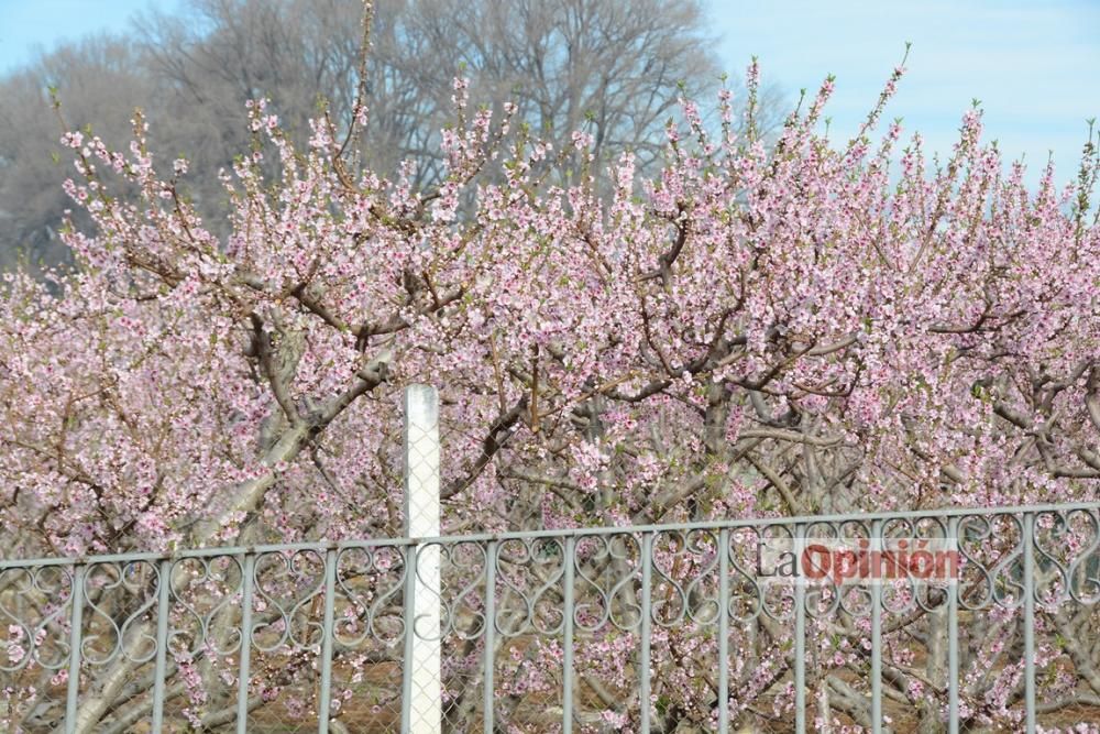 Comienza la Floración de Cieza