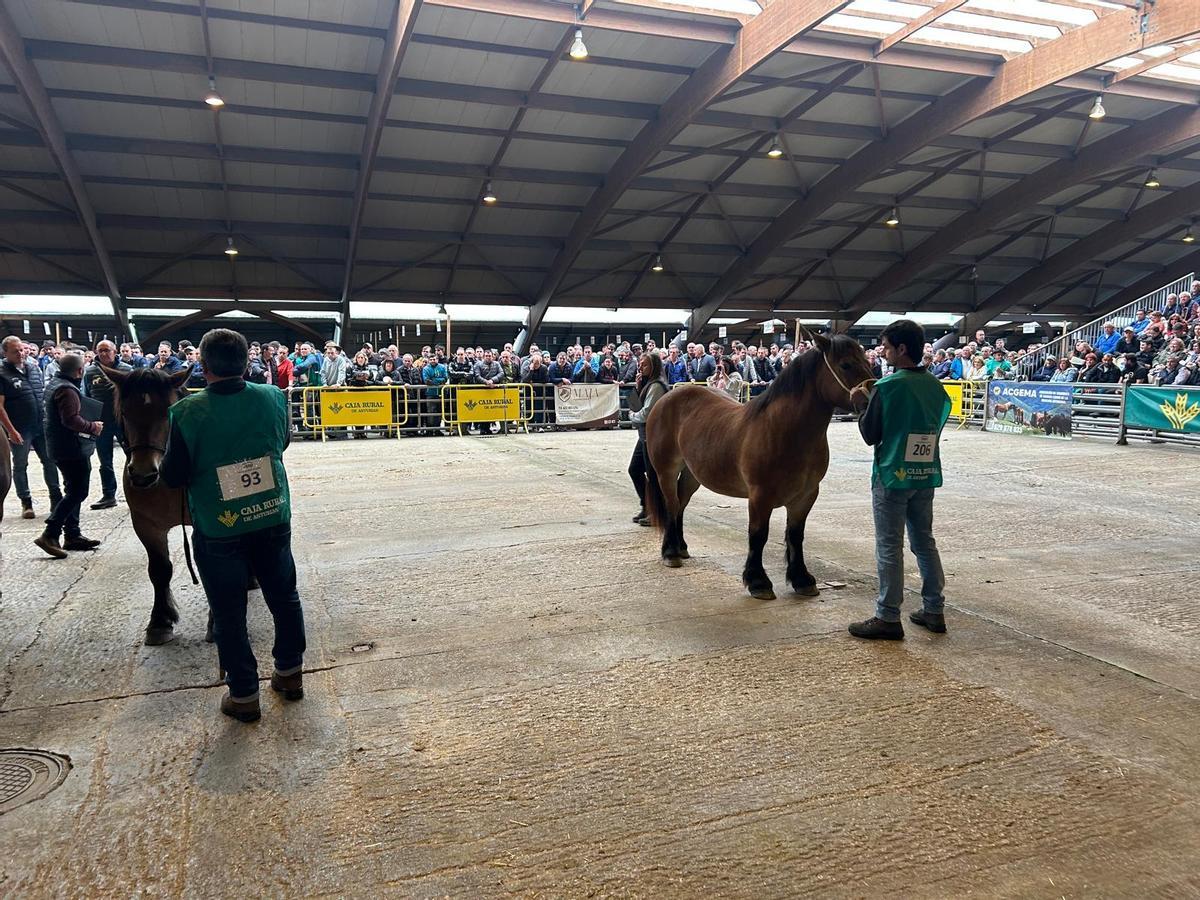 EN IMÁGENES: Concurso de Ganado Equino de la Montaña Asturiana en Pola de Siero EN IMÁGENES: Concurso de Ganado Equino de la Montaña Asturiana en Pola de Siero