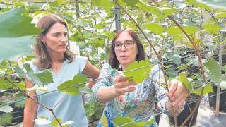 La Región reescribirá el ADN de distintas plantas de cultivo para hacerlas más resistentes