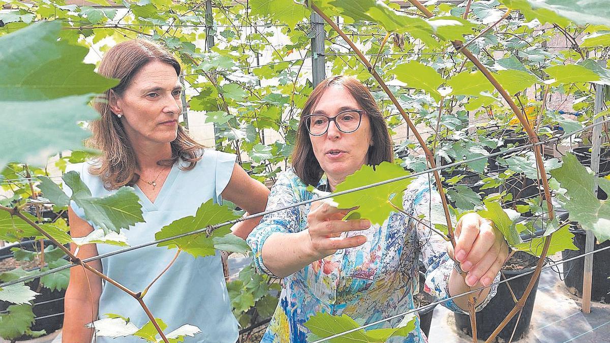 Rocio Gil y Leonor Ruiz, de Mejora Genética Molecular y de Enología y Viticultura