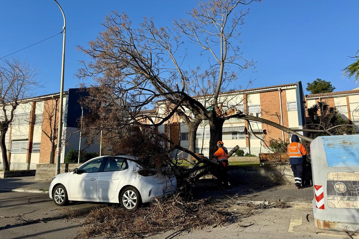 Arbre caigut pel vent damunt d'un cotxe a l'entorn de la plaça Ernest Lluch de Sant Boi de Llobregat