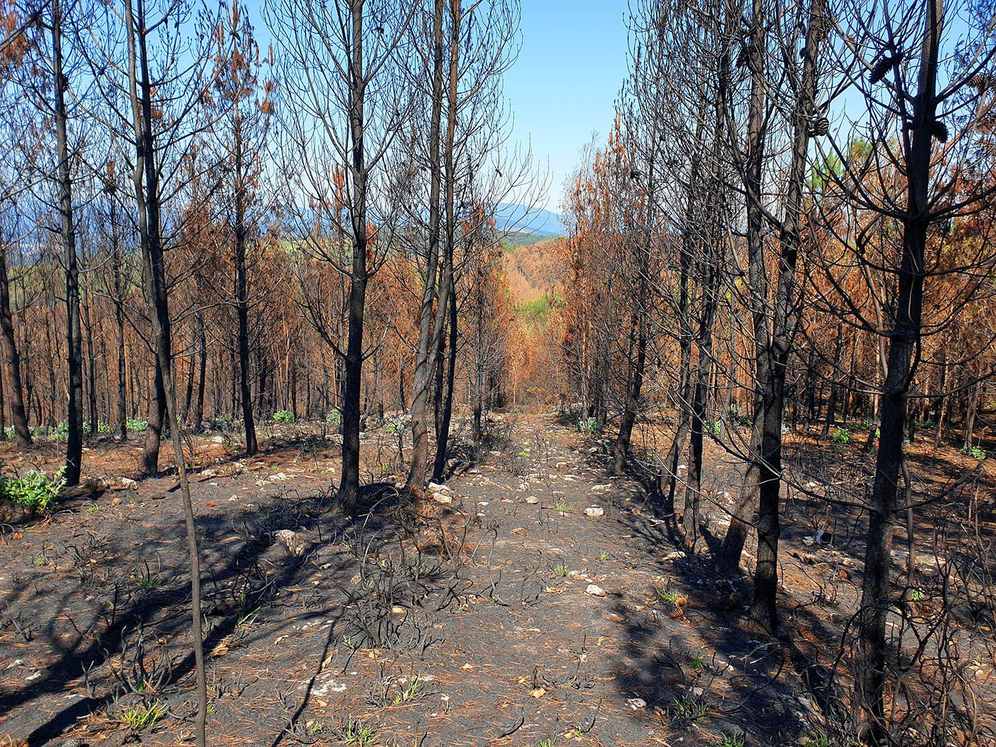 Rastreadores de incendios