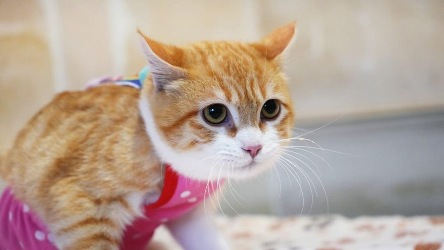 Un gatito parapléjico de cuatro meses busca familia en Mallorca