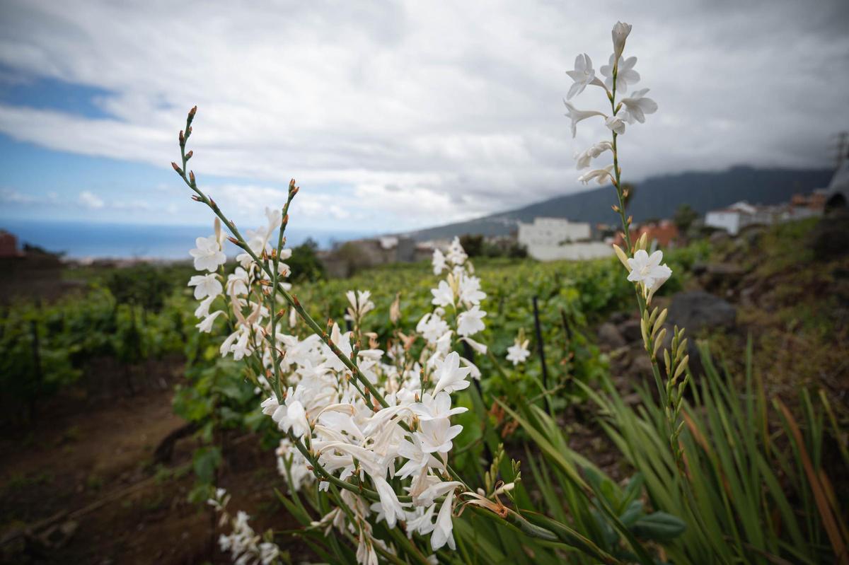 La técnica del cordón trenzado en bodegas Tajinaste, La Orotava