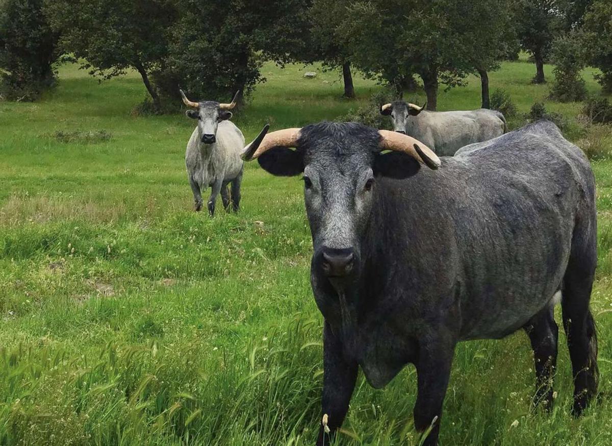 On llops i vaques conviuen en harmonia