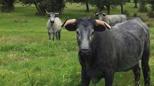 On llops i vaques conviuen en harmonia