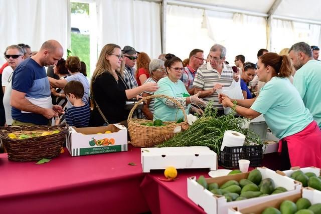 II Feria del Aguacate en Arguineguín