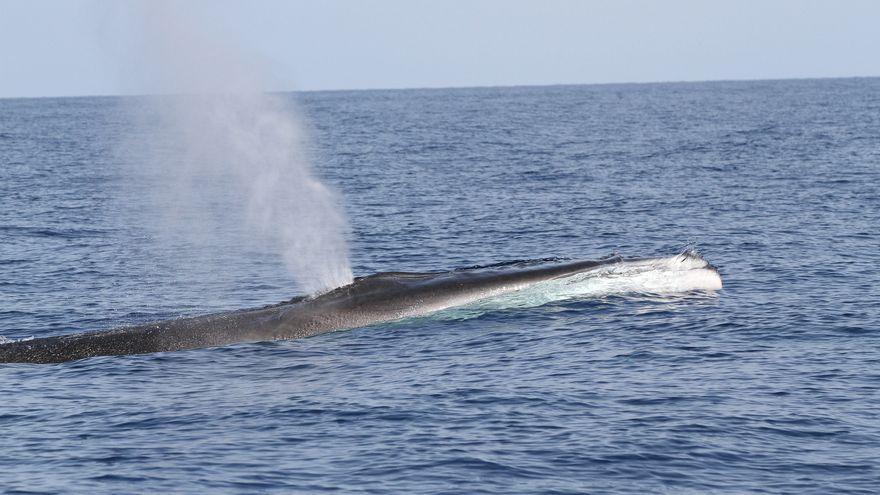 Las ballenas son una de las muchas especies de cetáceos que realizan su tránsito migratorio por el Mediterráneo.