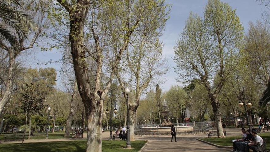 Los niveles de polen de plátano de sombra se disparan en Córdoba