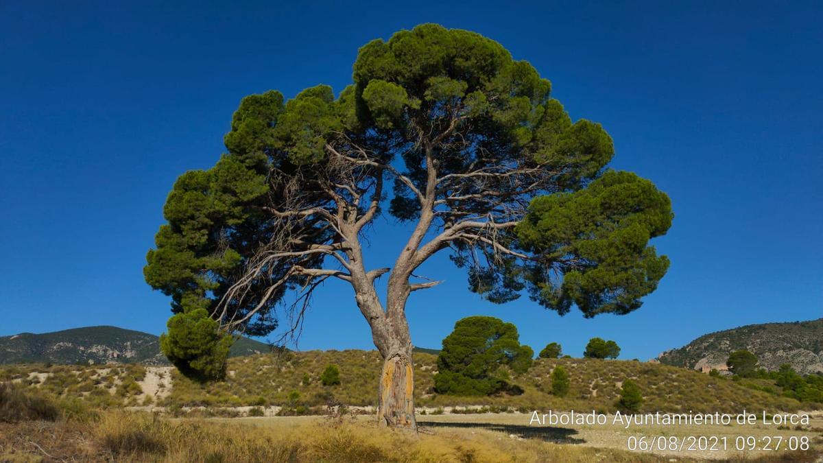 Lorca supervisa el estado de 44 árboles monumentales y 73 singulares - La  Opinión de Murcia