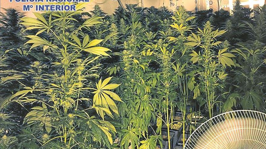 Hallan 300 plantas de marihuana en una casa abandonada de Castellón