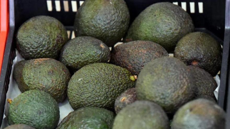 Los guardias civiles estiman que el acusado de hurto llegó a apropiarse de medio millar de kilos de aguacates.