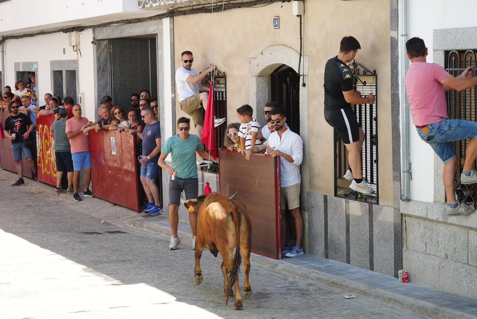 Gran ambiente, numeroso público y emoción en los encierros taurinos de El Viso