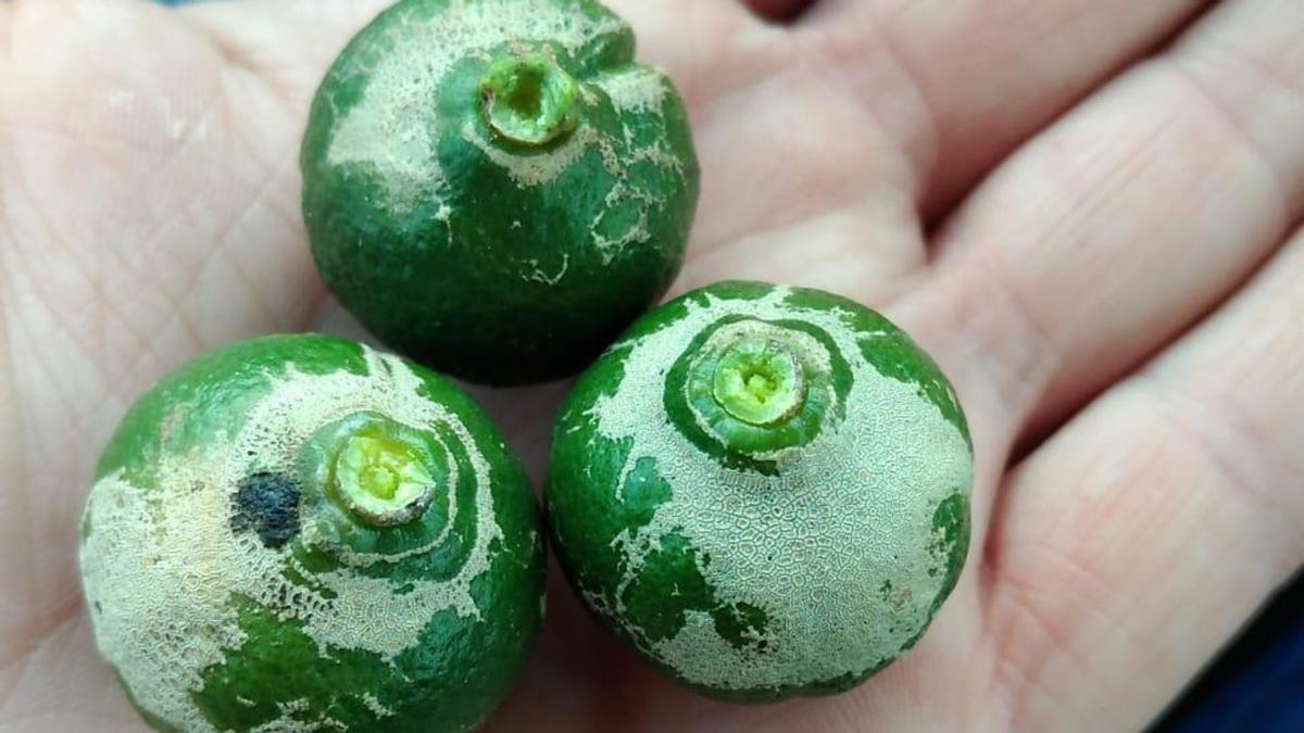 Foto de otros tres cítricos aquejados de esta plaga.