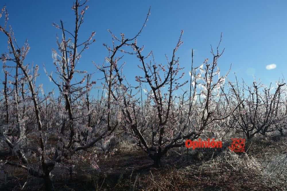 Helada en Cieza 9 de febrero de 2018