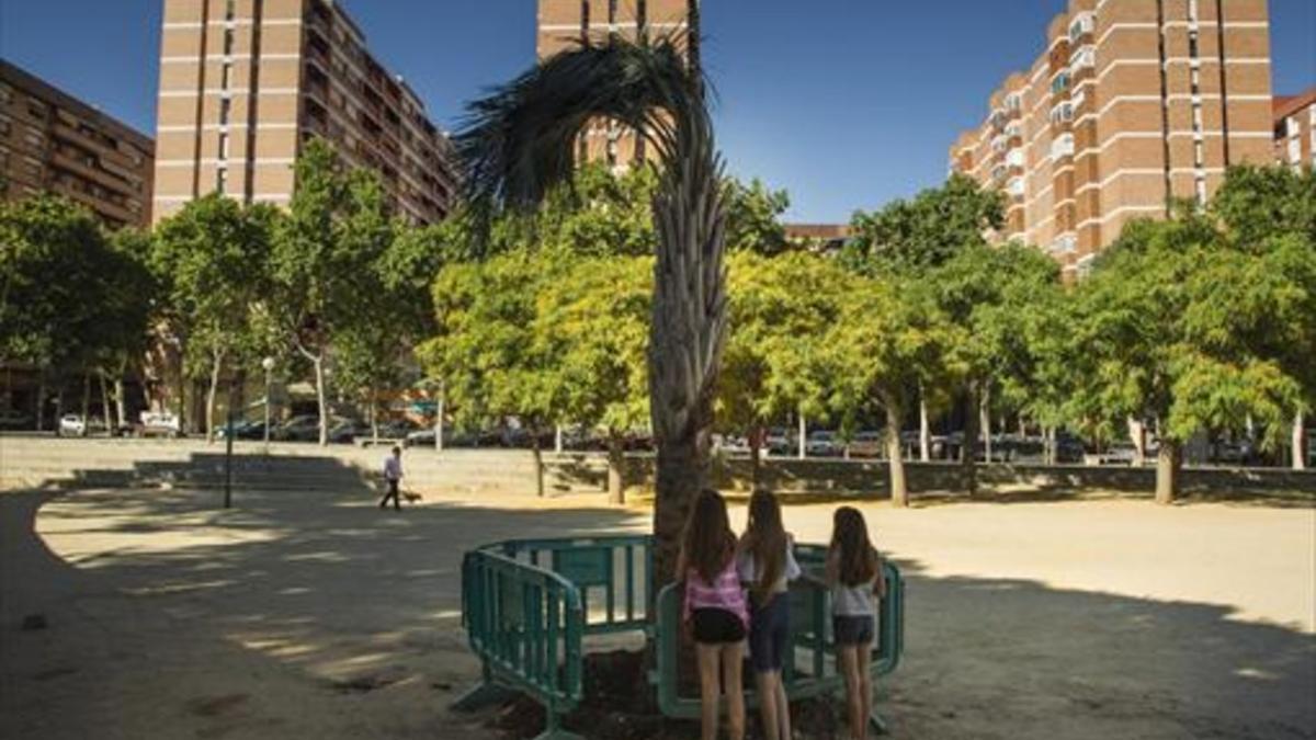 De vuelta 8 El nuevo y joven ejemplar de palmera en la plaza de igual nombre de Sant Martí, el martes.
