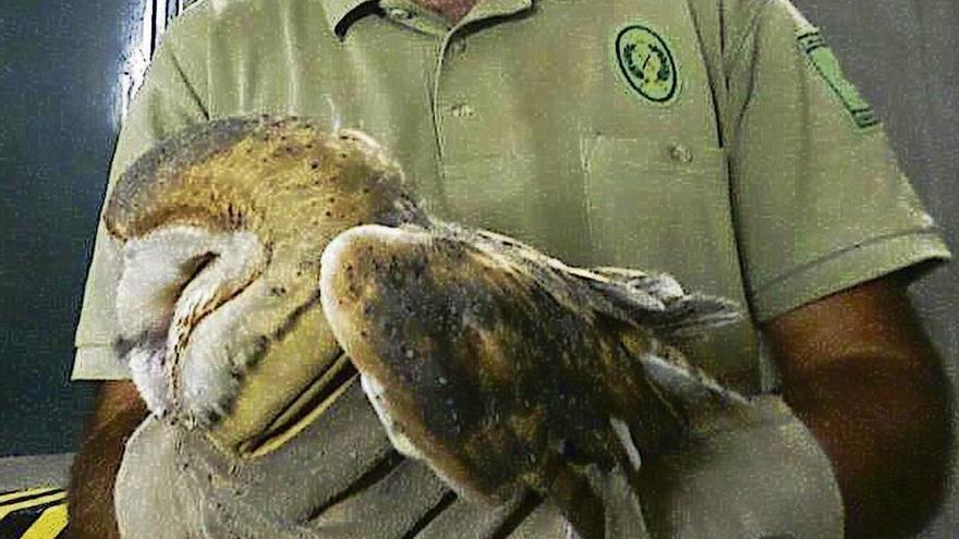 Un agente medioambiental de Sayago con una lechuza en las manos.