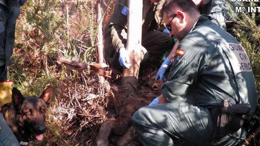 El Seprona localiza el cuerpo de un animal envenenado, en Mos. //FDV