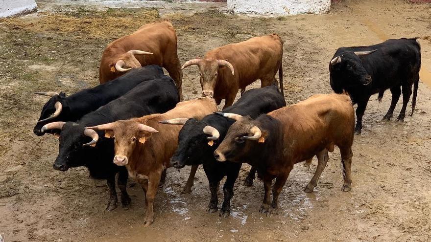 Tres aspirantes a torero de Castellón, hoy en la primera novillada de la Magdalena