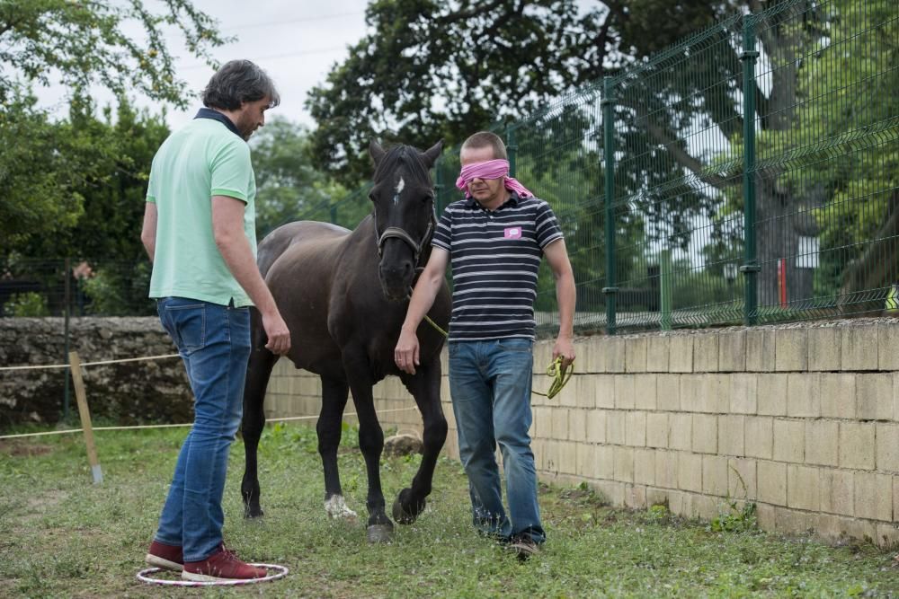'Coaching' con caballos para empresarios