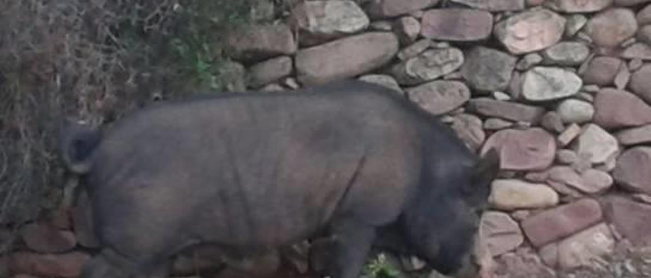 La policía de Sagunt busca un veterinario para anestesiar  al cerdo abandonado
