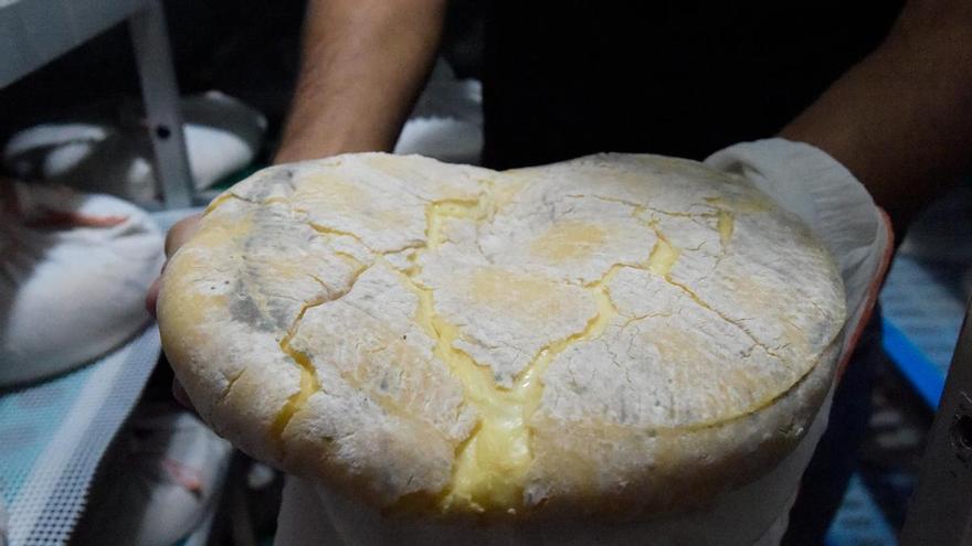 El queso flor de Guía agoniza: solo cuatro queserías sobreviven bajo la denominación de origen