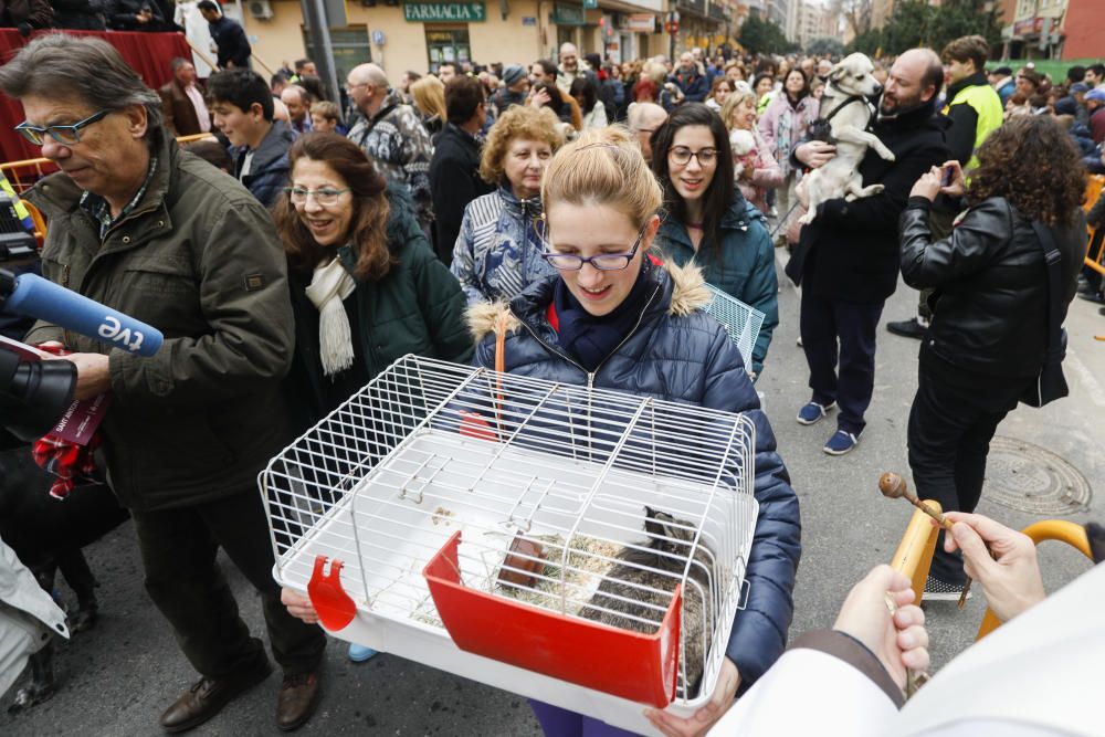 Festividad de Sant Antoni en València