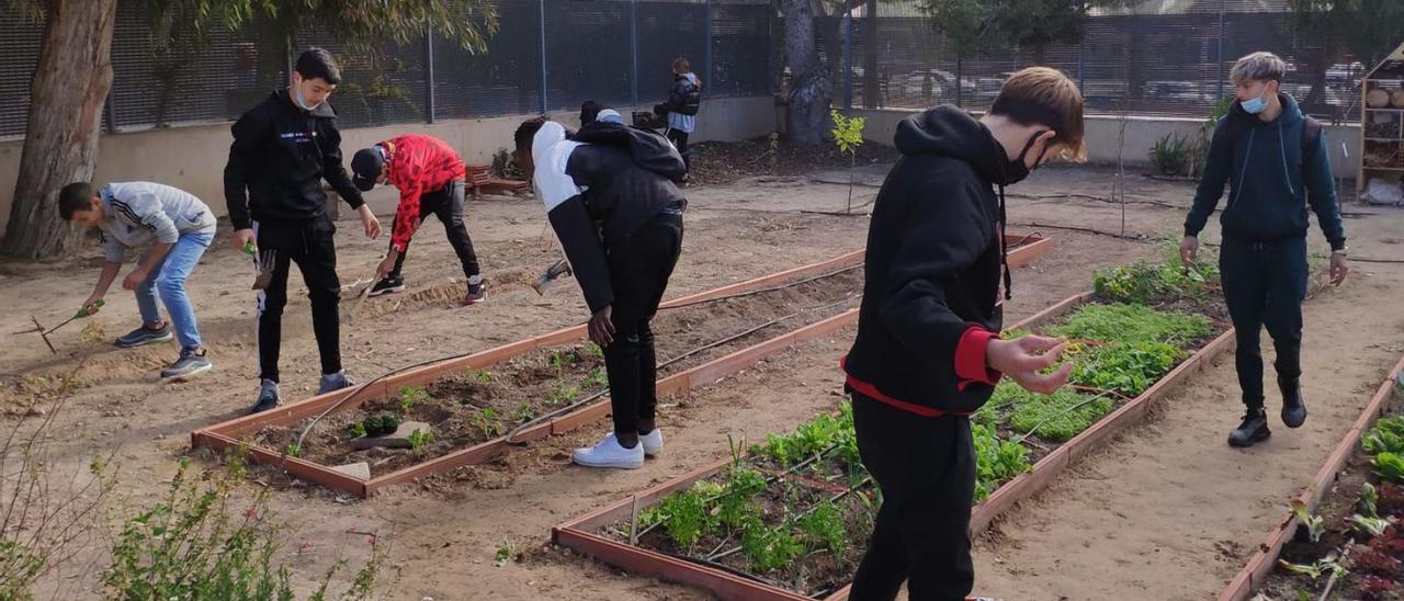 Los jóvenes, en pleno trabajo en el huerto habilitado en el centro educativo. | INFORMACIÓN