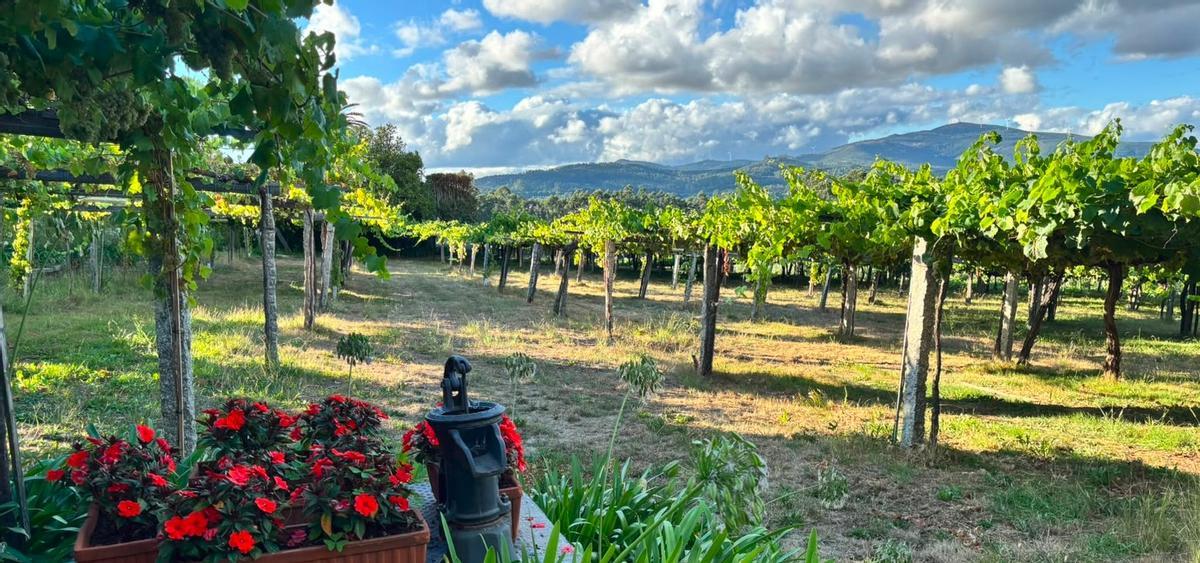 Rías Baixas cuenta actualmente con 174 bodegas inscritas y 4.886 viticultores