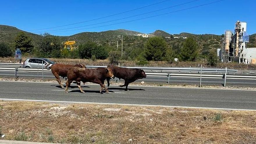 Un camión con 40 toros camino al matadero vuelca en la A-3