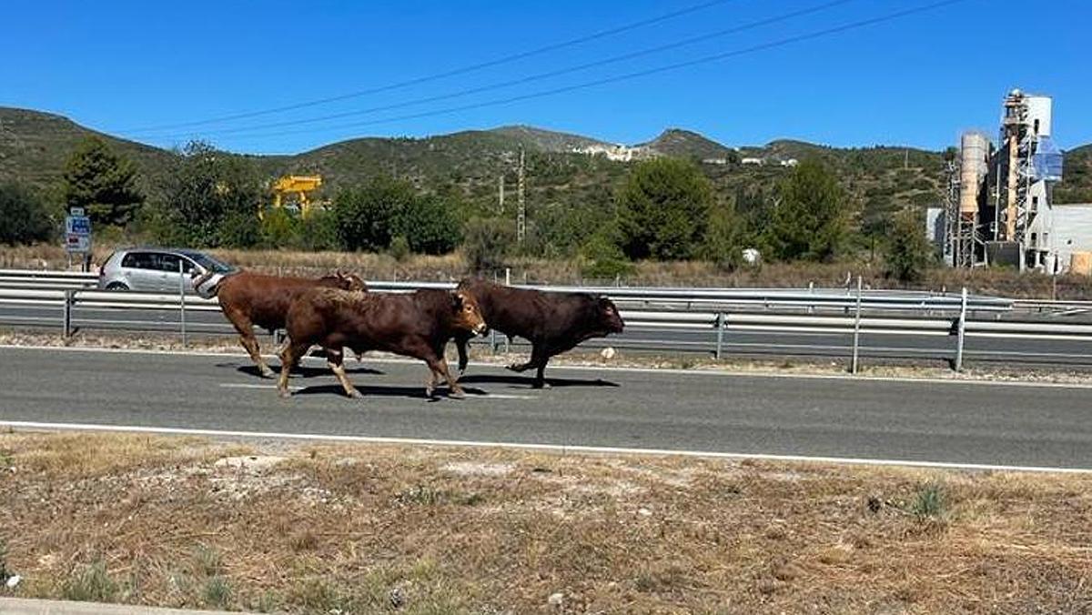 Camión de Toros y Vacas