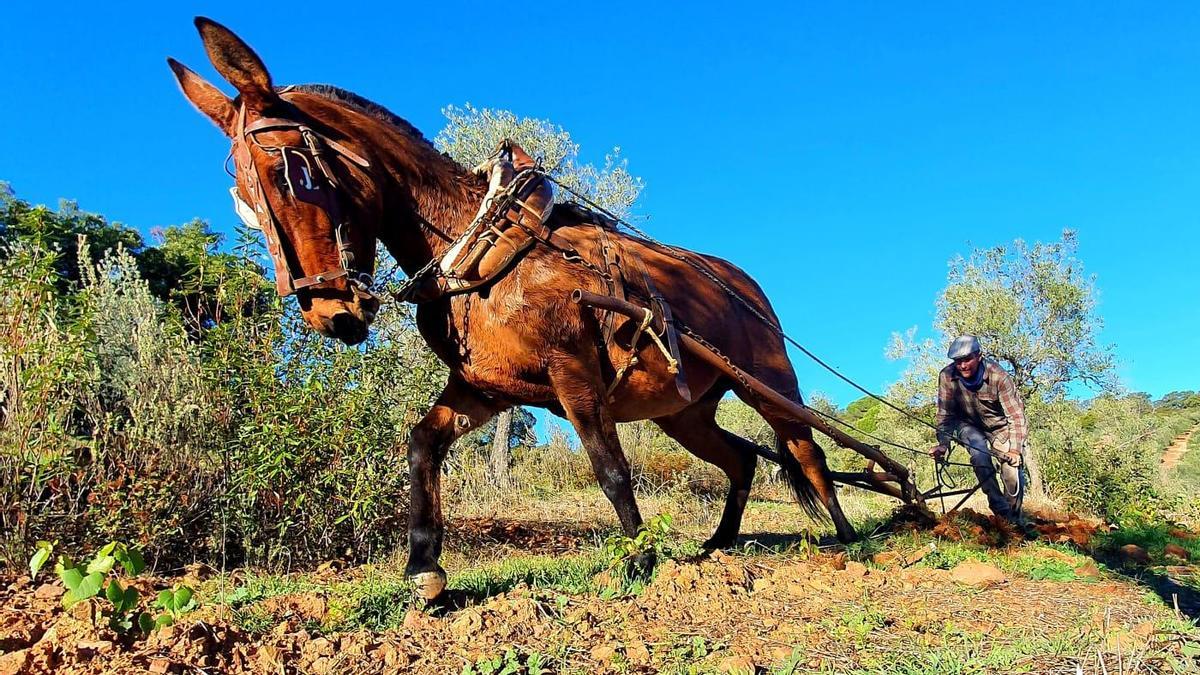 Trabajo de arado con una mula en la sierra de Los Pedroches.