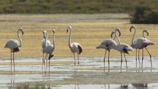 Récord histórico de parejas reproductoras de flamencos en el Delta de l'Ebre (Tarragona)