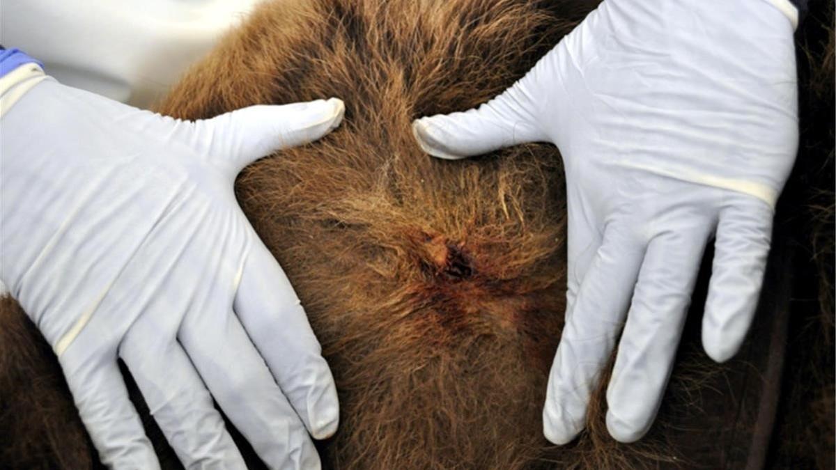Detaalle de la necropsia realizada al oso Cachou el 14 de abril del 2020