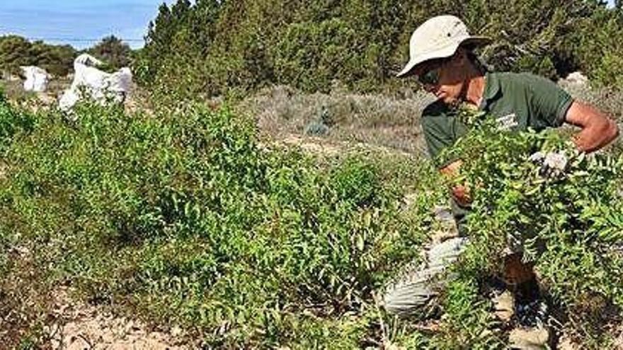 Hierbas aromáticas de Formentera