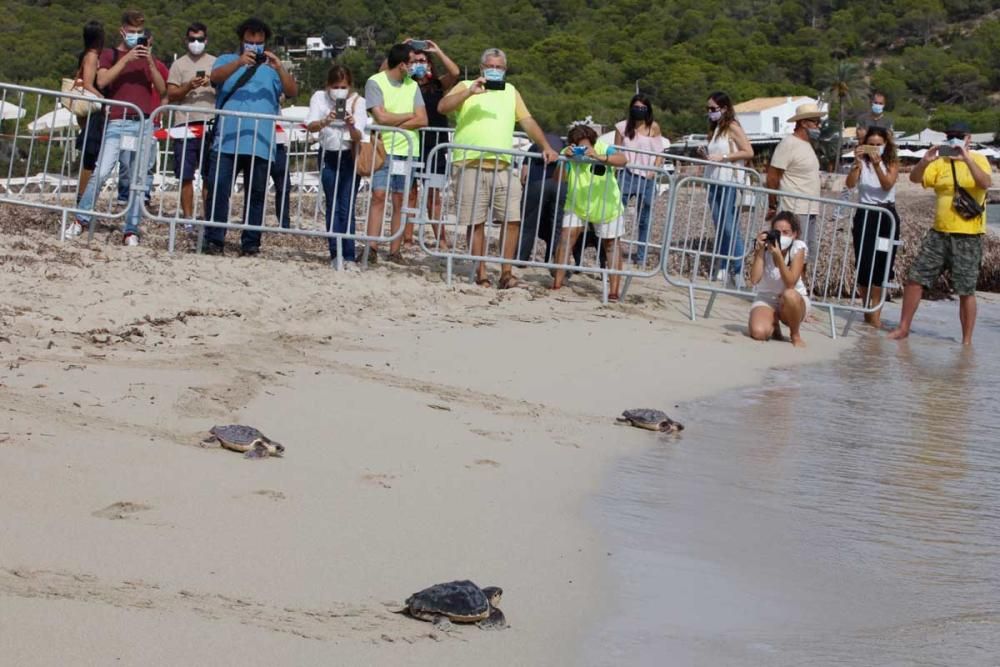 Liberadas en Ibiza 26 tortugas de la primera puesta registrada en Baleares