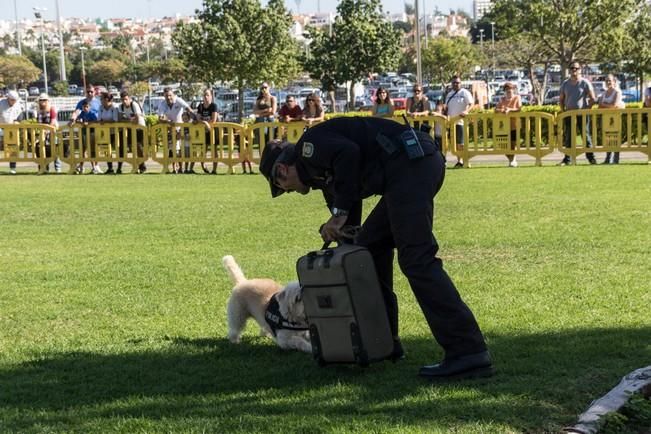 Feria de Mascotas de Maspalomas 2016