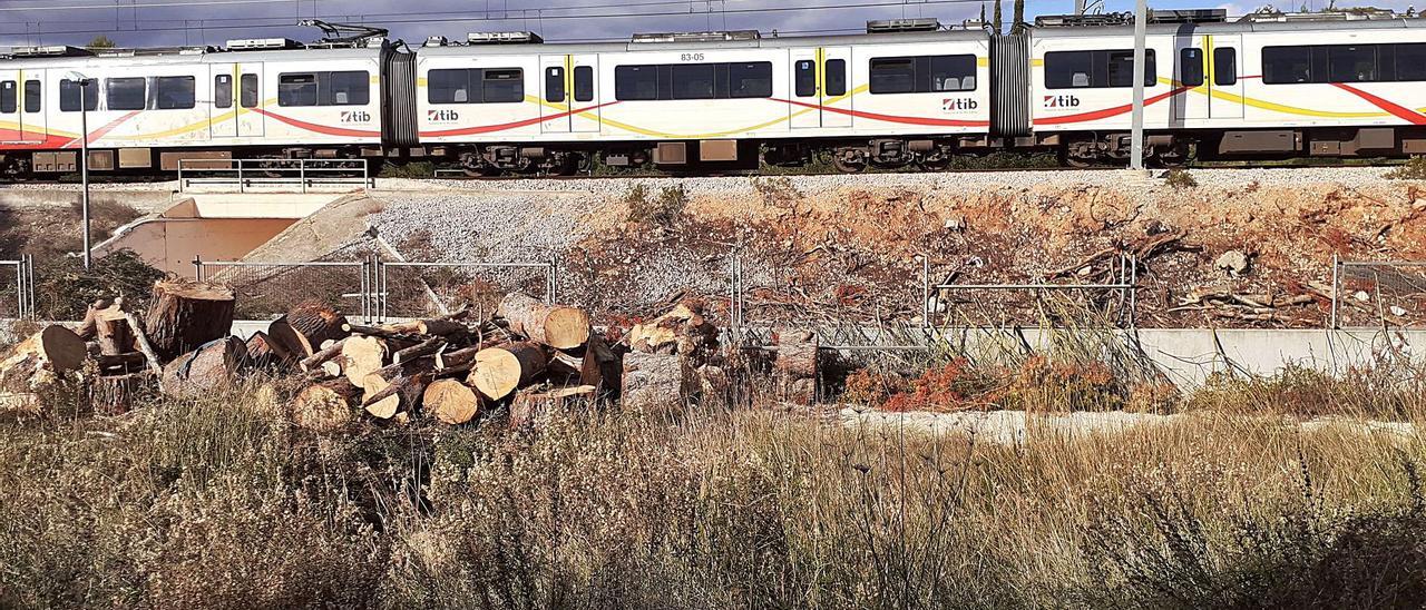 El tren pasa por una zona del municipio de Marratxí en la que se han talado numerosos pinos.